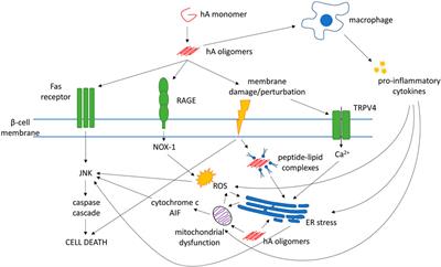Mechanisms Underlying the Antidiabetic Activities of Polyphenolic Compounds: A Review